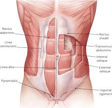 Impressive Abdominal Wall Pain Clinical Evaluation