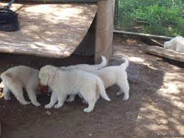 Find local great pyrenees puppies for sale and dogs for adoption near you. Full Blood Great Pyrenees Puppies For Sale In Cedar Hill Texas Classified Americanlisted Com