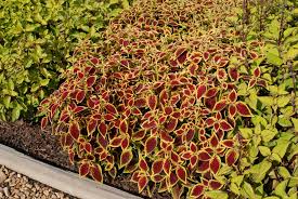 Foliage will scorch in full sun with low relative humidity. Coleus Scutellarioides Coleus Coleus Wizard Painted Nettle Trailing Coleus North Carolina Extension Gardener Plant Toolbox