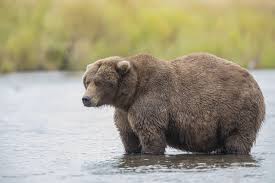 Tigers and lions are very good at wrestling. Everything You Want To Know About Katmai National Park S Fat Bears U S Department Of The Interior