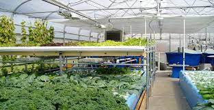 Aquaponic Supplies Near Me
