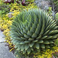 Zone 8 zone 8 cover a majority of us southern coastal regions. 5 Ways To Design With Succulents