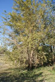 Image result for Acacia sieberiana