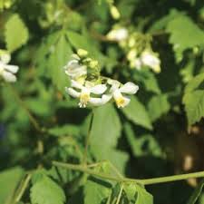 Image result for Cardiospermum grandiflorum