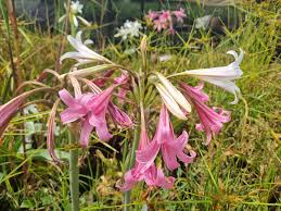 Image result for Crinum verdoorniae