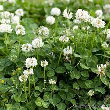 White Clover Seeds Clover Seed Clover Lawn Clover Plant