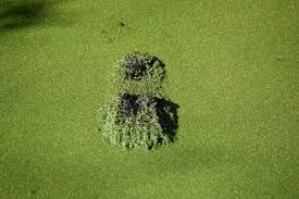 Filters to make sure it is clear to remove all the algae. Can You Vacuum Algae Out Of A Pool