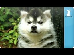 The dogs were so sweet and well loved, happy and cared for. Siberian Husky Puppies Puppy Love Youtube