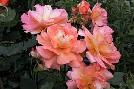 Allyson's flowers delivers daily fresh flowers arranged locally. Fragrant Climbing Roses Which Have Stood The Test Of Time