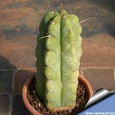 Is this san pedro cactus? Trichocereus Pachanoi Syn Echinocereus Pachanoi