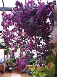 These indoor hanging plants range from varieties with leggy, trailing vines to picks with thick and rubbery foliage. Rooting Plants