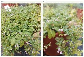 The genome sequence of the Lesser...