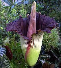9 Of The Worst Smelling Flowers In The World Smelling Flowers Unusual Flowers Tall Flowers