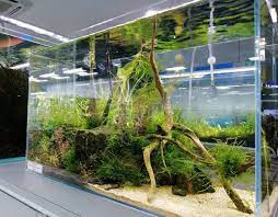 Aquascaping Is An Art To Learn More About Aquascaping Check Out The Aquarium Guide Aquarium Aquarium Fish Aquascape