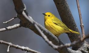 Find over 92 of the best free warbler images. The Wonder Of Warblers Schlitz Audubon