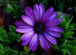 1000 Ideas About Aster Flower Tattoos On Pinterest Aster Tattoo Purple Flower Tattoos Purple Tattoos Aster Flower Tattoos