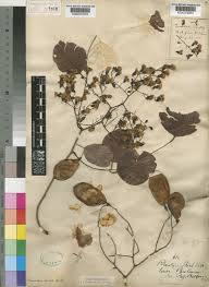 Image result for Pterocarpus rotundifolius