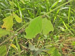 Image result for Achyranthes aspera