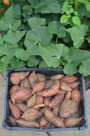 Image result for Ipomoea batatas pots