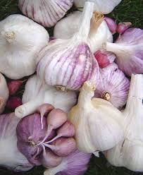 نتيجة بحث الصور عن ‪growing garlic‬‏