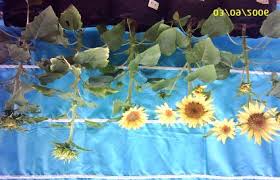 Filosofi bunga matahari sering dikaitkan dengan sifat setia, karena selalu menghadap dan condong pada arah cahaya matahari setiap saat. Karakterisasi Pertumbuhan Dan Perkembangan Berbagai Varietas Bunga Matahari Helianthus Annuus L Oleh Khotimah A Pdf Download Gratis