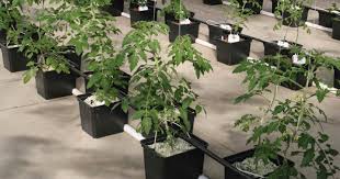 May 12, 2008 · kelebihan & kekurangan sistem fertigasi. Cara Membuat Hidroponik Yang Mudah Dan Sukses