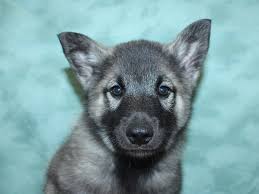 Why buy a norwegian elkhound puppy for sale if you can adopt and save a life? Norwegian Elkhound Puppies Petland Rome