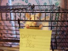 I Am Still Just A Rat In A Cage We Know Awesome Laugh Funny Pictures Haha Funny