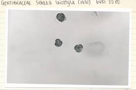 Image result for Sebaea leiostyla