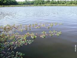 About glass fences available to the garden in the southern louisiana living water aeration pond fountains and aerator systems to. How To Control Water Primrose In Your Pond Mossy Oak