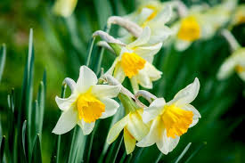 They're one of the best, most beautiful flowers to plant in spring. Best Spring Flower Festivals In New England New England Today
