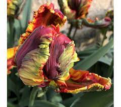 Maybe you would like to learn more about one of these? Hayloft Plants 12 X Rainbow Parrot Tulip Bulbs Qvc Uk