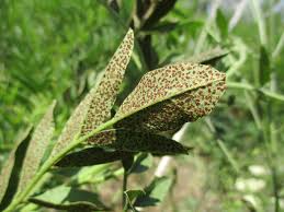 Image result for Secamone delagoensis