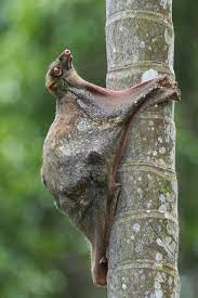 That colugo is a picture of our rare and vulnerable wildlife residents that are seldom seen or heard in singapore. Sunda Flying Lemur At Bukit Timah Francis Yap Nature Photography