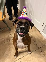 Does a picture of my boxer/pit mix count