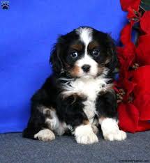 Although these dogs are obedient, they don't respond well to harsh training and prefer positive. Miniature Bernese Mountain Dog Puppies For Sale Greenfield Puppies