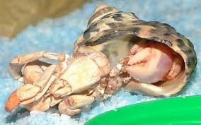 Pin On Hermit Crabs