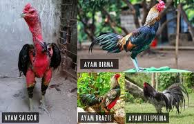 Di sebuah jembatan, seorang ninja menyerang segerombolan pria yang tengah menganiaya seorang pria. 7 Jenis Ayam Aduan Terbaik Yang Wajib Anda Miliki Ketstar