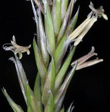 Image result for Anthoxanthum nivale