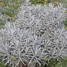 Image result for Helichrysum lastii