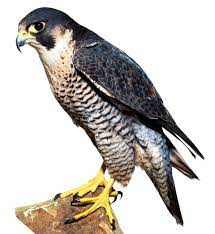 Bird owl eagle animal raptor bald eagle nature wildlife animal world 4,178 free photos of birds of prey / 42 ‹ › Birds Of Prey Birds Of Prey List Dk Find Out