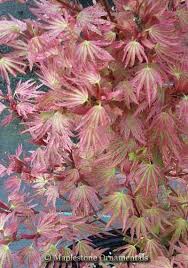 Great as a landscape specimen, street or park tree. Pin On Japanese Maple