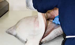 Dole & Bailey: 2015 Independent Processor of the Year