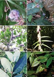 Image result for Memecylon sp. D