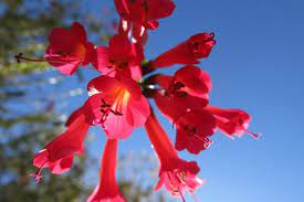 Check spelling or type a new query. Cantua Buxifolia The National Flower Of Peru Steemit