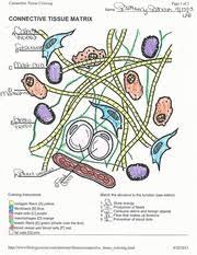 Connective tissues bind structures together, form a framework and support for organs and the body as a whole, store fat, transport substances, protect against disease, and help repair tissue damage. Connective Tissue Matrix Worksheet Connective Tissue Coloring Namez U00aemmm Ln Connective Tissue Matrix Q Bee I Page 1 Of2 25 Is Coloring Instructions Course Hero