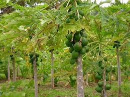 They can safely be grown outdoors or indoors in united states plant hardiness zones 10 through 12 without worry of freezing. Papaya Tree Care Tips On Healthy Trees