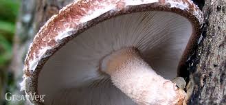How did the pulling the mushrooms from the soil is a very easy way to get rid of them because they need those. Growing Shiitake Mushrooms On Logs