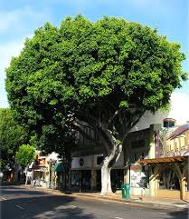 We did not find results for: Ufei Selectree A Tree Selection Guide Ficus Microcarpa Ficus Ficus Nitida