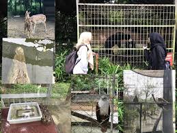 Check spelling or type a new query. The Only One Zoo In Aceh Taman Rusa Youngyang